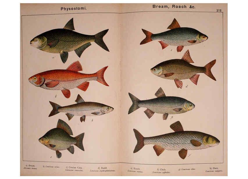 Reproducción/Reproduction 5974963394: Natural history of the animal kingdom for the use of young people Brighton :E. & J.B. Young and Co.,1889