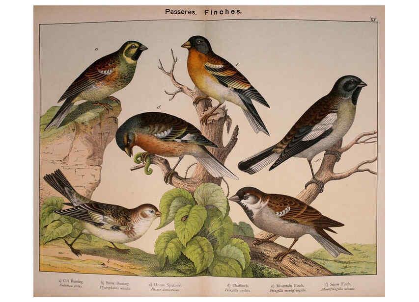 Reproducción/Reproduction 5974950856: Natural history of the animal kingdom for the use of young people Brighton :E. & J.B. Young and Co.,1889
