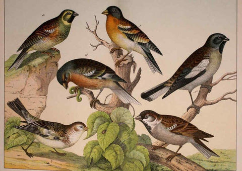 Reproducción/Reproduction 5974950856: Natural history of the animal kingdom for the use of young people Brighton :E. & J.B. Young and Co.,1889