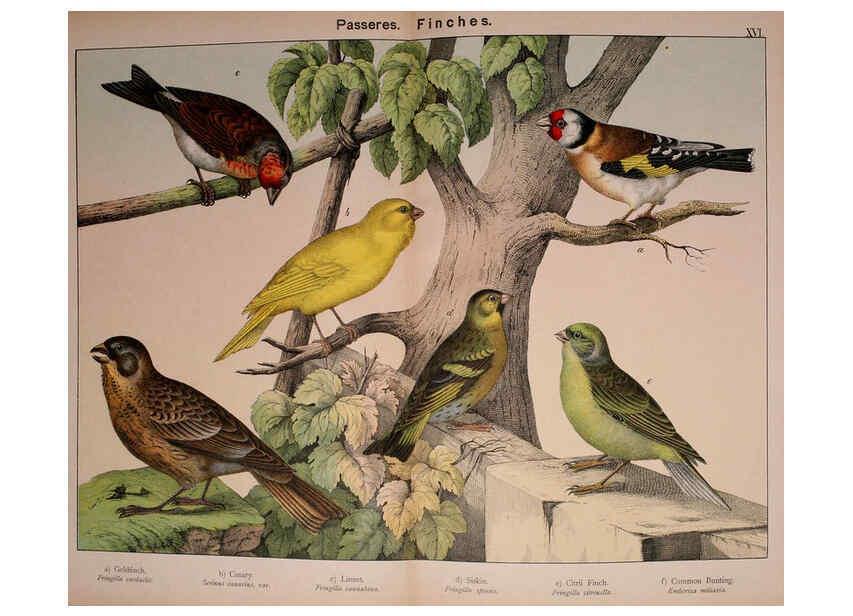 Reproducción/Reproduction 5974951224: Natural history of the animal kingdom for the use of young people Brighton :E. & J.B. Young and Co.,1889