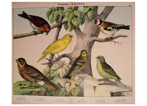 Reproducción/Reproduction 5974951224: Natural history of the animal kingdom for the use of young people Brighton :E. & J.B. Young and Co.,1889