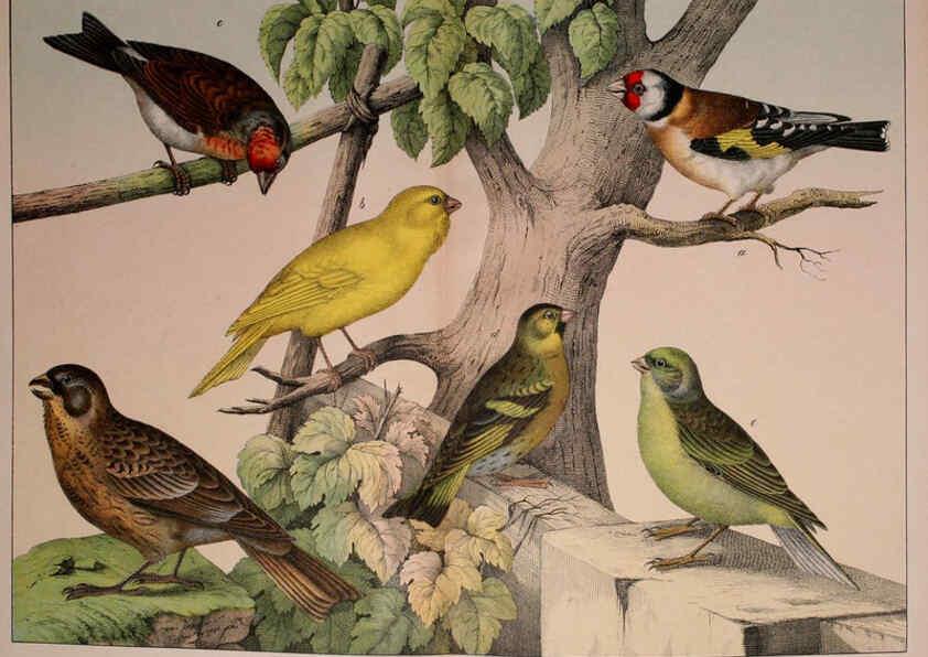 Reproducción/Reproduction 5974951224: Natural history of the animal kingdom for the use of young people Brighton :E. & J.B. Young and Co.,1889