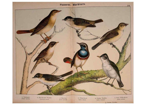 Reproducción/Reproduction 5974951480: Natural history of the animal kingdom for the use of young people Brighton :E. & J.B. Young and Co.,1889