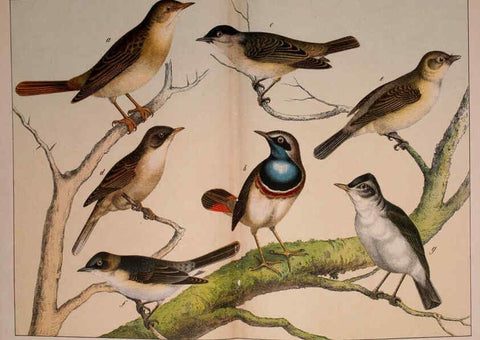 Reproducción/Reproduction 5974951480: Natural history of the animal kingdom for the use of young people Brighton :E. & J.B. Young and Co.,1889