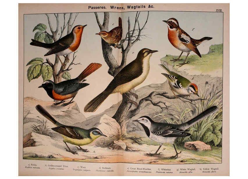 Reproducción/Reproduction 5974951754: Natural history of the animal kingdom for the use of young people Brighton :E. & J.B. Young and Co.,1889