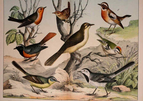 Reproducción/Reproduction 5974951754: Natural history of the animal kingdom for the use of young people Brighton :E. & J.B. Young and Co.,1889