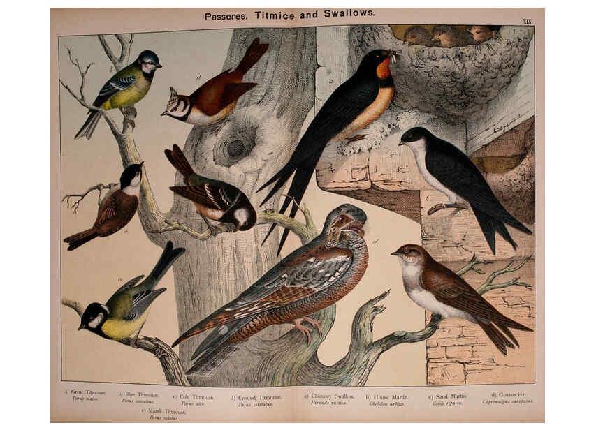 Reproducción/Reproduction 5974391719: Natural history of the animal kingdom for the use of young people Brighton :E. & J.B. Young and Co.,1889