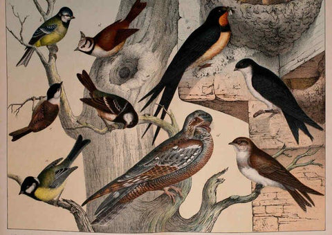 Reproducción/Reproduction 5974391719: Natural history of the animal kingdom for the use of young people Brighton :E. & J.B. Young and Co.,1889