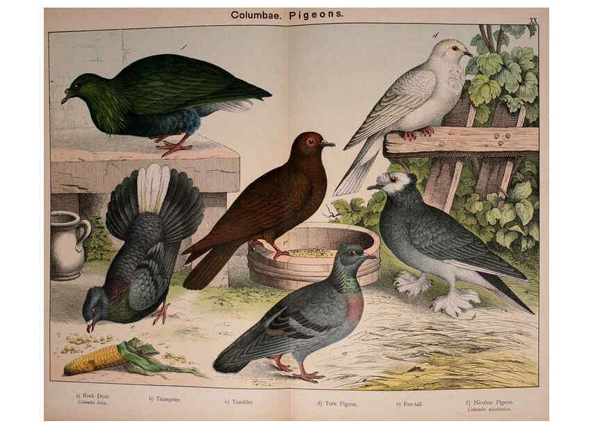 Reproducción/Reproduction 5974952394: Natural history of the animal kingdom for the use of young people Brighton :E. & J.B. Young and Co.,1889