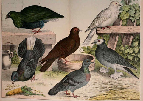 Reproducción/Reproduction 5974952394: Natural history of the animal kingdom for the use of young people Brighton :E. & J.B. Young and Co.,1889