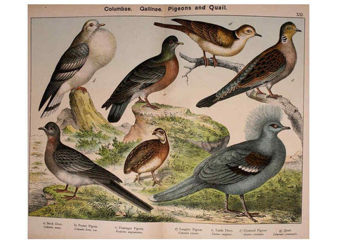 Reproducción/Reproduction 5974392377: Natural history of the animal kingdom for the use of young people Brighton :E. & J.B. Young and Co.,1889