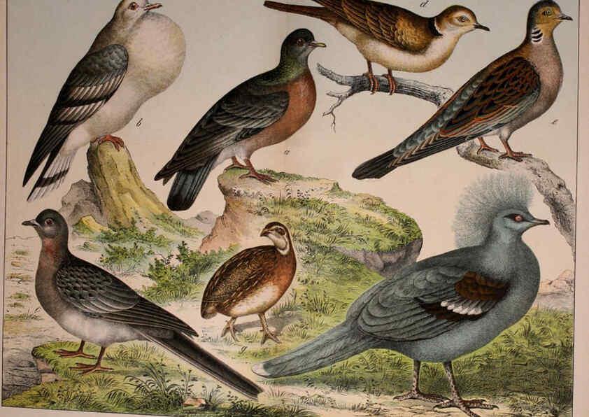 Reproducción/Reproduction 5974392377: Natural history of the animal kingdom for the use of young people Brighton :E. & J.B. Young and Co.,1889