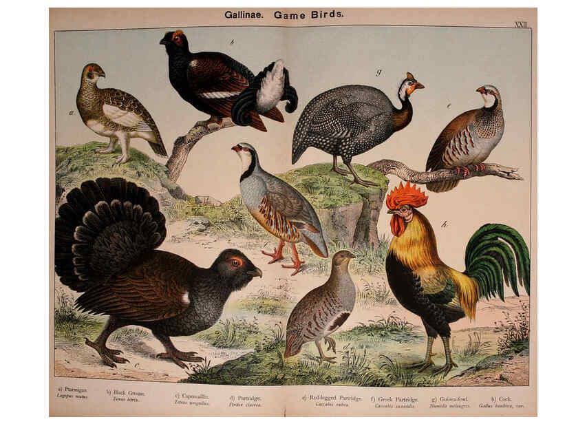 Reproducción/Reproduction 5974392945: Natural history of the animal kingdom for the use of young people Brighton :E. & J.B. Young and Co.,1889