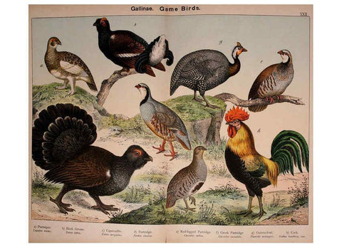 Reproducción/Reproduction 5974392945: Natural history of the animal kingdom for the use of young people Brighton :E. & J.B. Young and Co.,1889