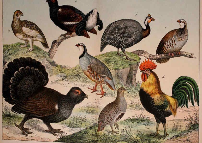 Reproducción/Reproduction 5974392945: Natural history of the animal kingdom for the use of young people Brighton :E. & J.B. Young and Co.,1889