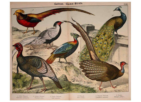 Reproducción/Reproduction 5974393185: Natural history of the animal kingdom for the use of young people Brighton :E. & J.B. Young and Co.,1889