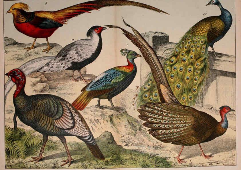 Reproducción/Reproduction 5974393185: Natural history of the animal kingdom for the use of young people Brighton :E. & J.B. Young and Co.,1889