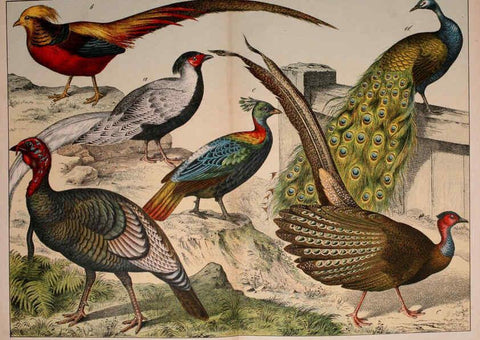 Reproducción/Reproduction 5974393185: Natural history of the animal kingdom for the use of young people Brighton :E. & J.B. Young and Co.,1889