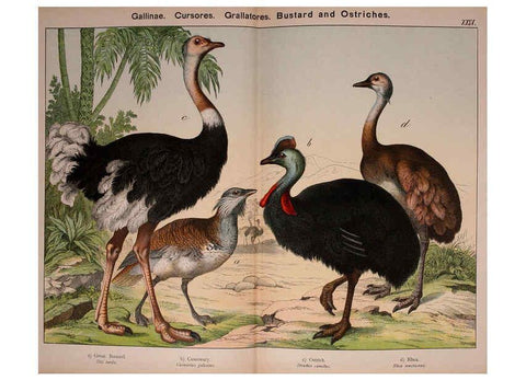 Reproducción/Reproduction 5974393563: Natural history of the animal kingdom for the use of young people Brighton :E. & J.B. Young and Co.,1889