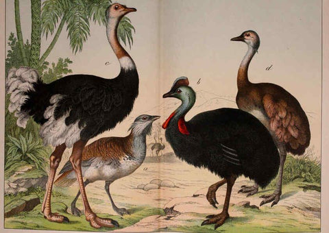 Reproducción/Reproduction 5974393563: Natural history of the animal kingdom for the use of young people Brighton :E. & J.B. Young and Co.,1889
