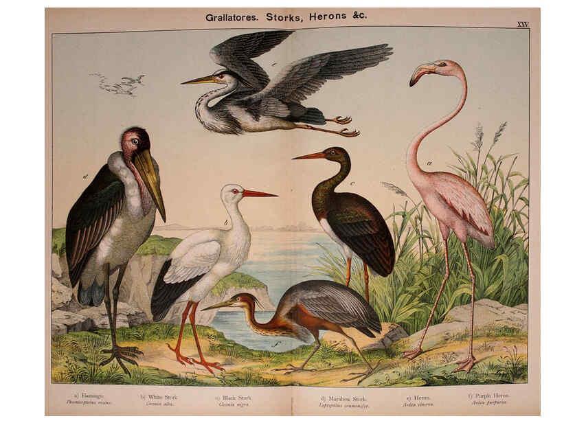 Reproducción/Reproduction 5974393969: Natural history of the animal kingdom for the use of young people Brighton :E. & J.B. Young and Co.,1889