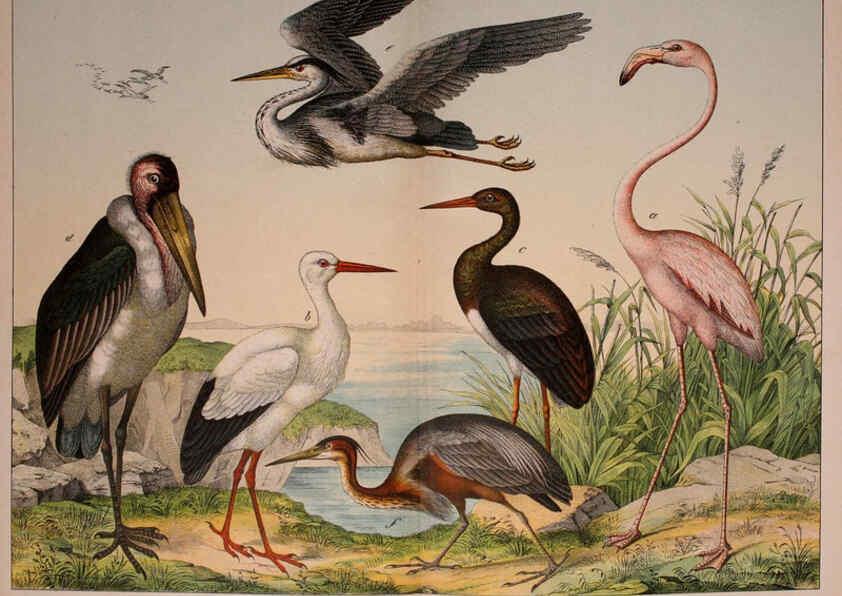 Reproducción/Reproduction 5974393969: Natural history of the animal kingdom for the use of young people Brighton :E. & J.B. Young and Co.,1889