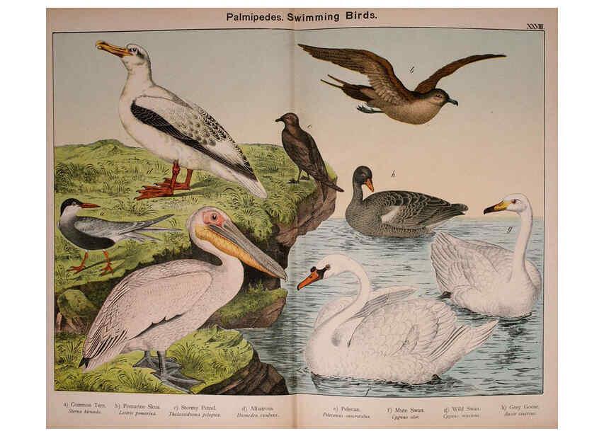 Reproducción/Reproduction 5974956660: Natural history of the animal kingdom for the use of young people Brighton :E. & J.B. Young and Co.,1889