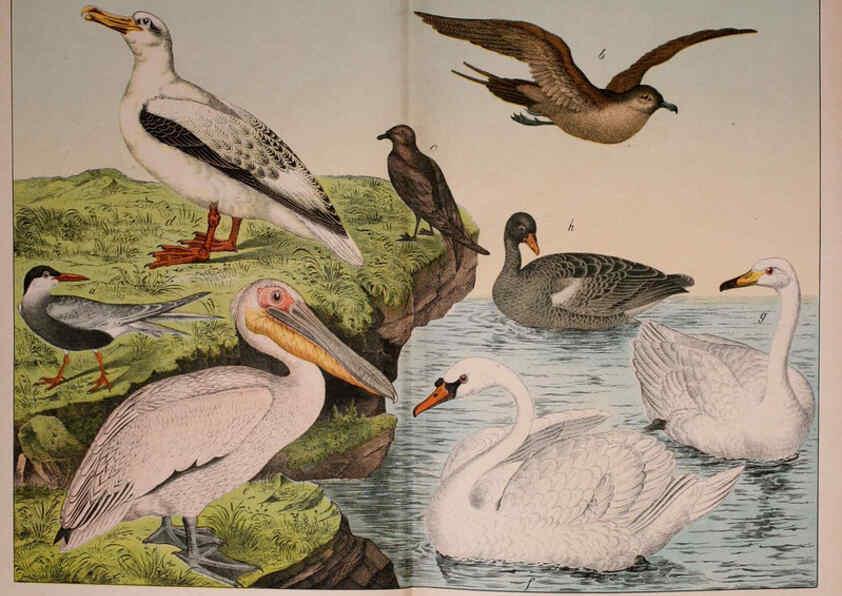 Reproducción/Reproduction 5974956660: Natural history of the animal kingdom for the use of young people Brighton :E. & J.B. Young and Co.,1889
