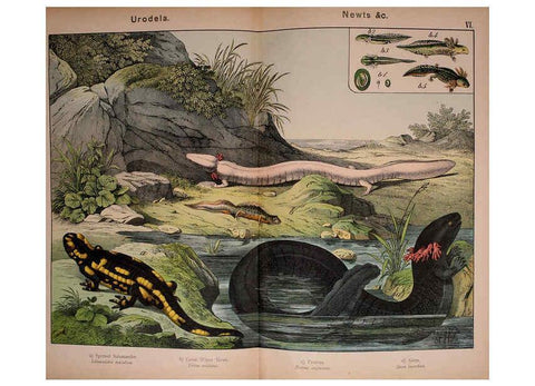 Reproducción/Reproduction 5974399425: Natural history of the animal kingdom for the use of young people Brighton :E. & J.B. Young and Co.,1889