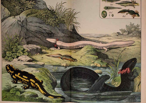 Reproducción/Reproduction 5974399425: Natural history of the animal kingdom for the use of young people Brighton :E. & J.B. Young and Co.,1889