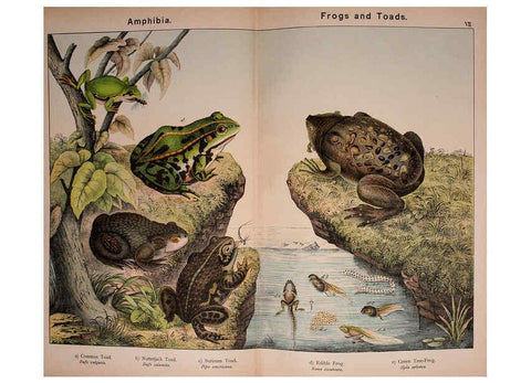 Reproducción/Reproduction 5974960228: Natural history of the animal kingdom for the use of young people Brighton :E. & J.B. Young and Co.,1889