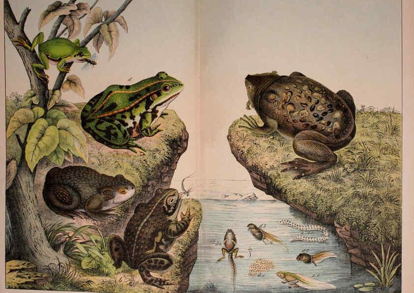 Reproducción/Reproduction 5974960228: Natural history of the animal kingdom for the use of young people Brighton :E. & J.B. Young and Co.,1889