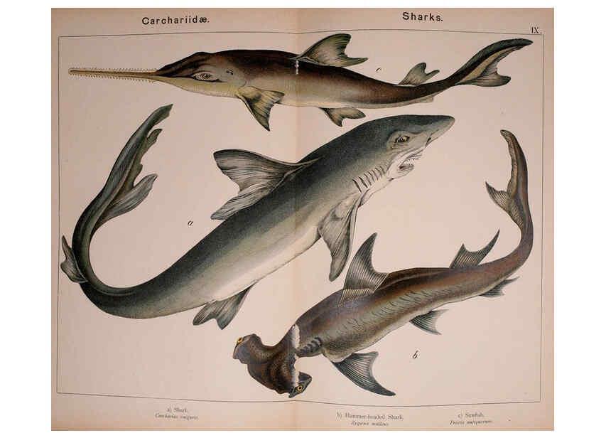Reproducción/Reproduction 5974960806: Natural history of the animal kingdom for the use of young people Brighton :E. & J.B. Young and Co.,1889