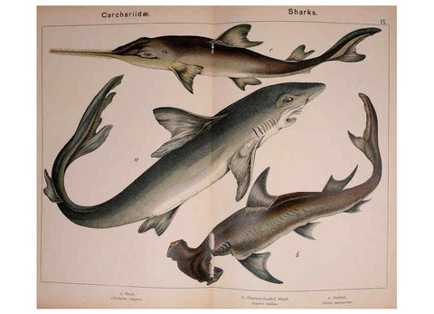 Reproducción/Reproduction 5974960806: Natural history of the animal kingdom for the use of young people Brighton :E. & J.B. Young and Co.,1889