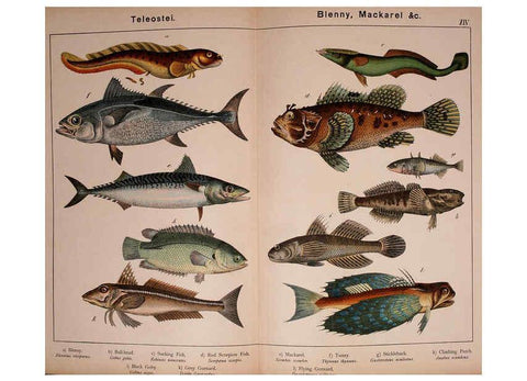 Reproducción/Reproduction 5974962686: Natural history of the animal kingdom for the use of young people Brighton :E. & J.B. Young and Co.,1889