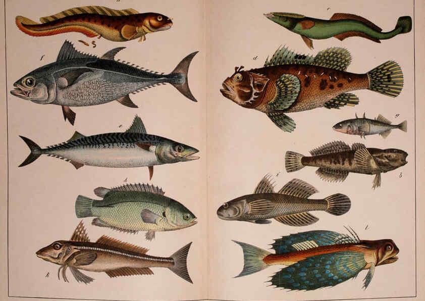 Reproducción/Reproduction 5974962686: Natural history of the animal kingdom for the use of young people Brighton :E. & J.B. Young and Co.,1889