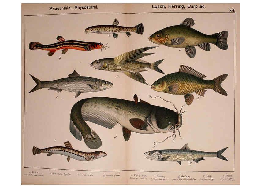 Reproducción/Reproduction 5974963148: Natural history of the animal kingdom for the use of young people Brighton :E. & J.B. Young and Co.,1889