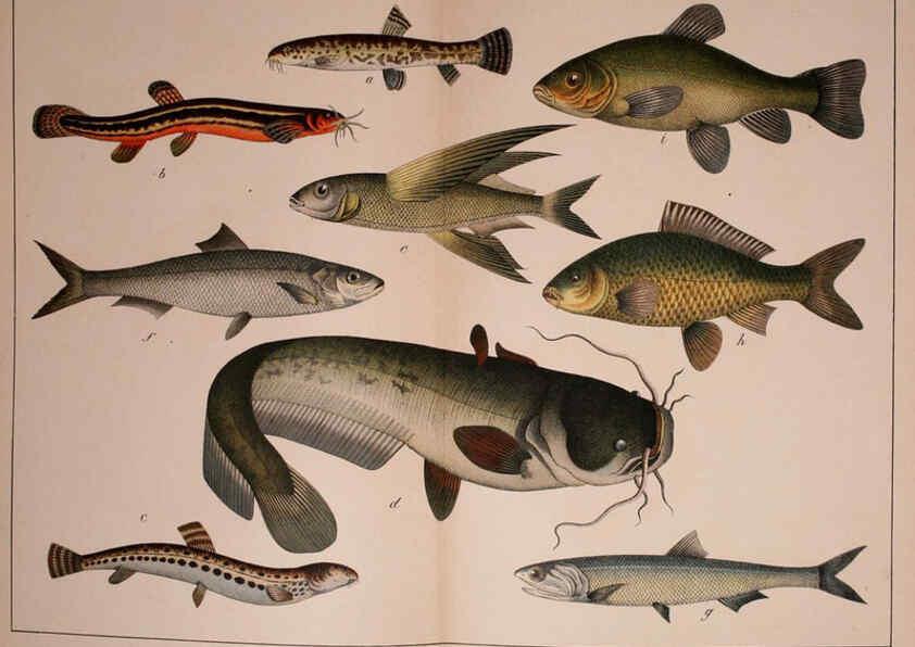 Reproducción/Reproduction 5974963148: Natural history of the animal kingdom for the use of young people Brighton :E. & J.B. Young and Co.,1889