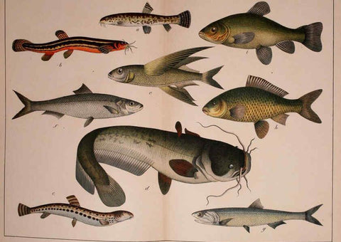 Reproducción/Reproduction 5974963148: Natural history of the animal kingdom for the use of young people Brighton :E. & J.B. Young and Co.,1889