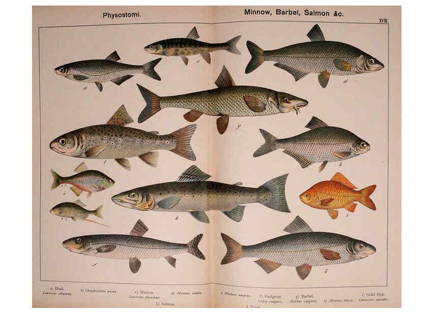 Reproducción/Reproduction 5974403337: Natural history of the animal kingdom for the use of young people Brighton :E. & J.B. Young and Co.,1889
