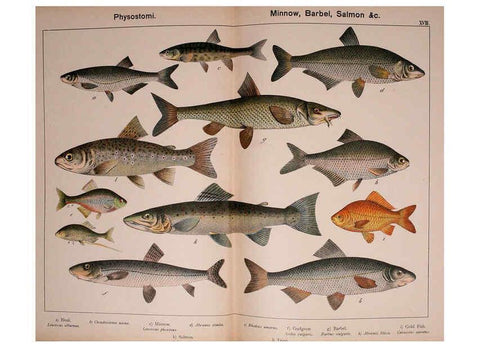 Reproducción/Reproduction 5974403337: Natural history of the animal kingdom for the use of young people Brighton :E. & J.B. Young and Co.,1889