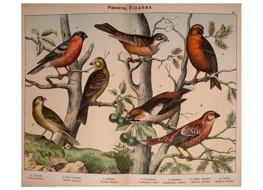 Reproducción/Reproduction 5974390171: Natural history of the animal kingdom for the use of young people Brighton :E. & J.B. Young and Co.,1889