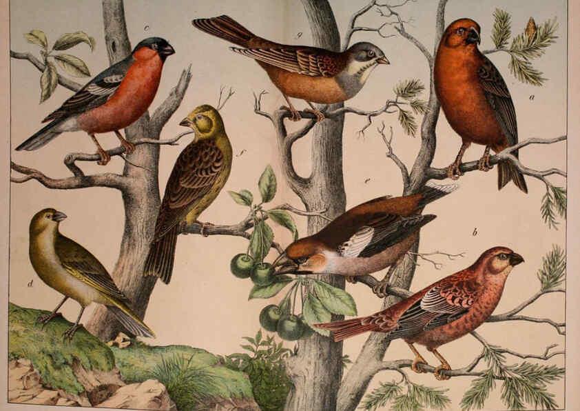 Reproducción/Reproduction 5974390171: Natural history of the animal kingdom for the use of young people Brighton :E. & J.B. Young and Co.,1889