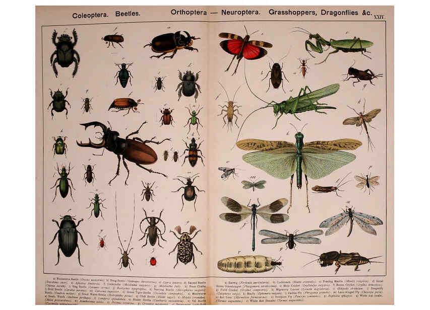 Reproducción/Reproduction 5974465081: Natural history of the animal kingdom for the use of young people Brighton :E. & J.B. Young and Co.,1889