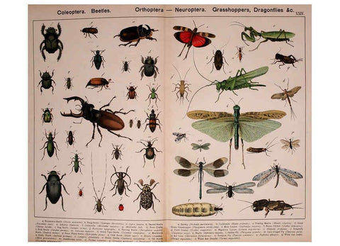 Reproducción/Reproduction 5974465081: Natural history of the animal kingdom for the use of young people Brighton :E. & J.B. Young and Co.,1889