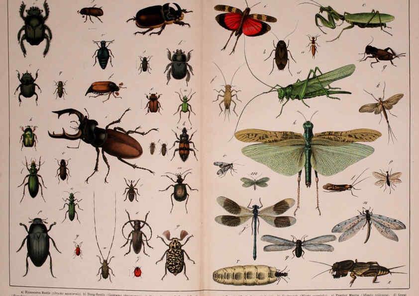 Reproducción/Reproduction 5974465081: Natural history of the animal kingdom for the use of young people Brighton :E. & J.B. Young and Co.,1889