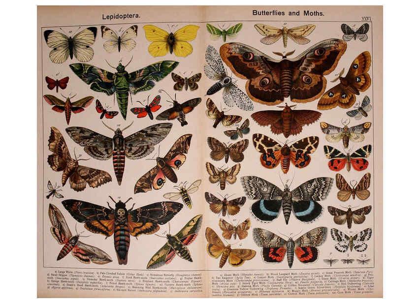 Reproducción/Reproduction 5975025648: Natural history of the animal kingdom for the use of young people Brighton :E. & J.B. Young and Co.,1889