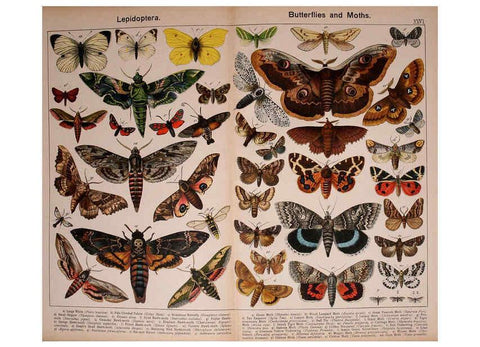 Reproducción/Reproduction 5975025648: Natural history of the animal kingdom for the use of young people Brighton :E. & J.B. Young and Co.,1889