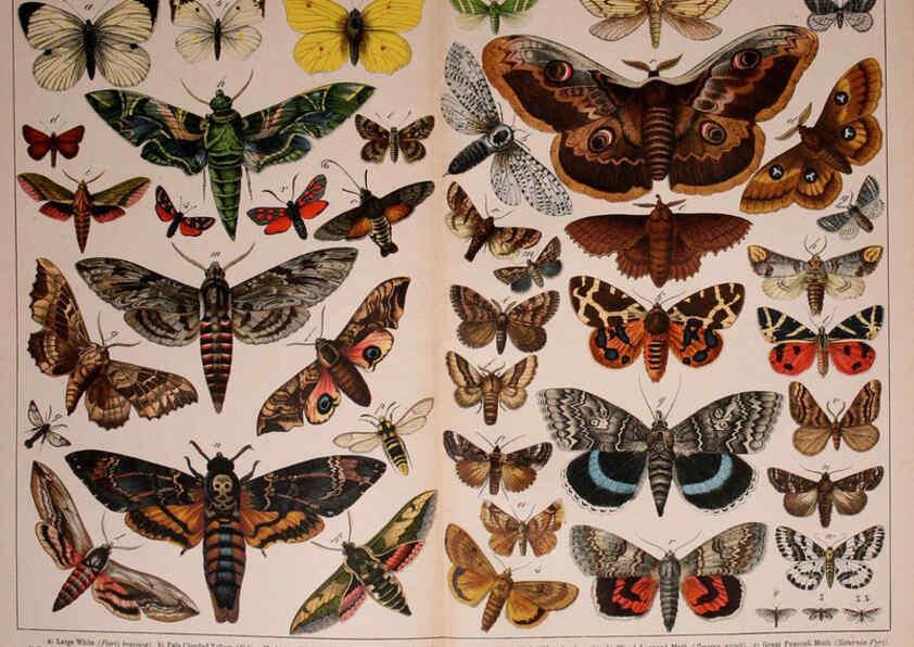 Reproducción/Reproduction 5975025648: Natural history of the animal kingdom for the use of young people Brighton :E. & J.B. Young and Co.,1889