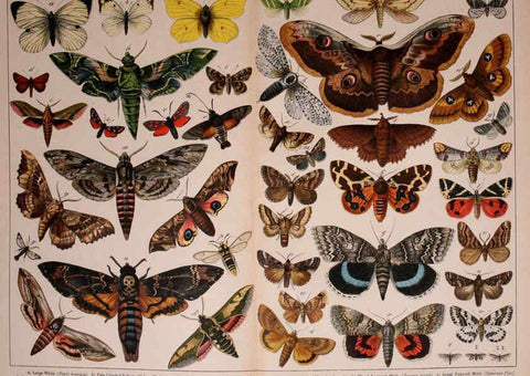 Reproducción/Reproduction 5975025648: Natural history of the animal kingdom for the use of young people Brighton :E. & J.B. Young and Co.,1889